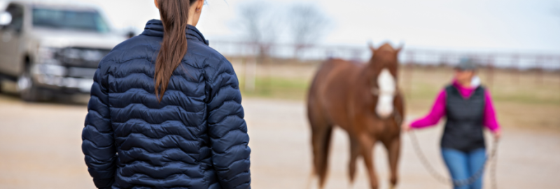 cheval qui boite