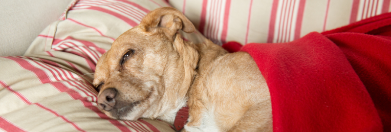 chien endormi allongé avec une couette rouge sur lui