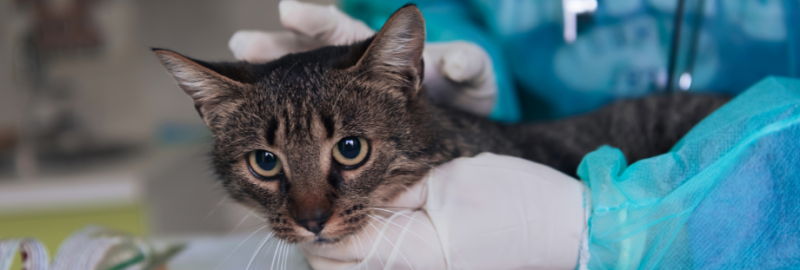 chat qui se fait manipuler par un vétérinaire