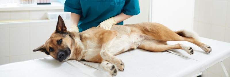 chien allongé sur une table qui se fait ausculter par un vétérinaire