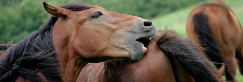 cheval qui se gratte