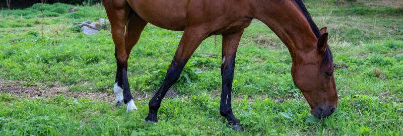 cheval qui mange de l'herbe