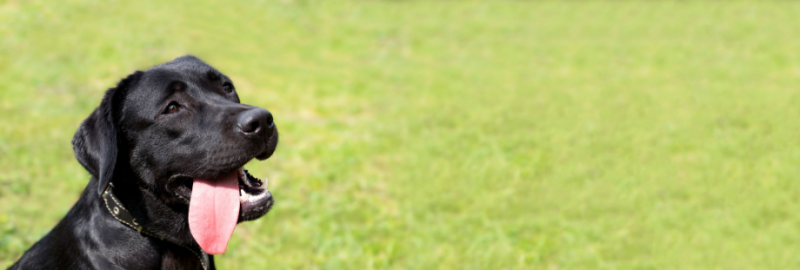 labrador retriever