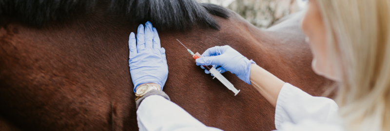 cheval qui se fait vacciner par une vétérinaire