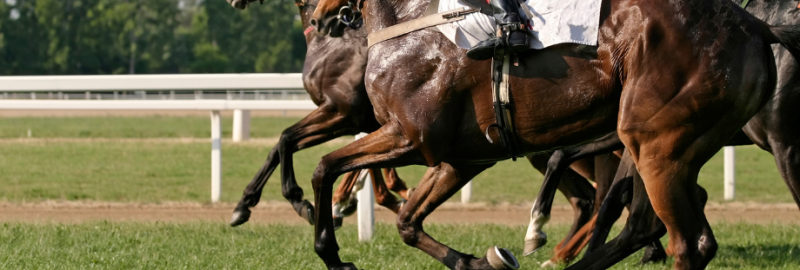 coup de sang cheval