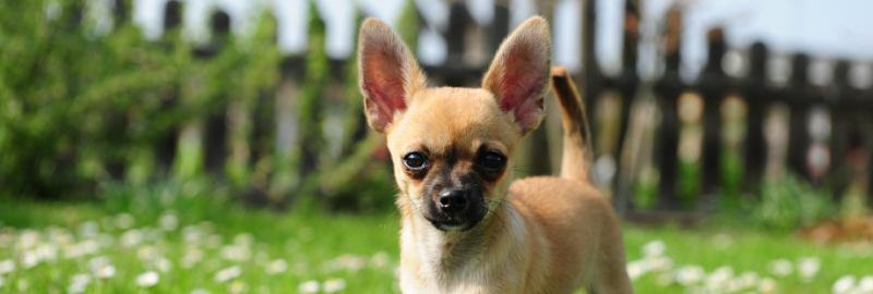 chihuahua