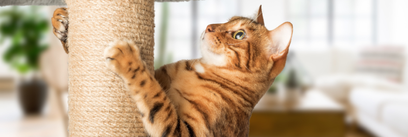 chat qui griffe sur son arbre à chat