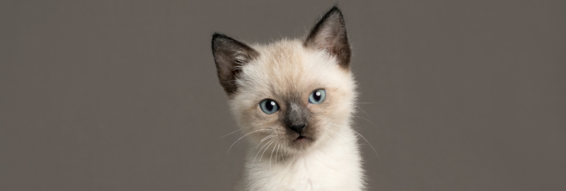chaton Siamois