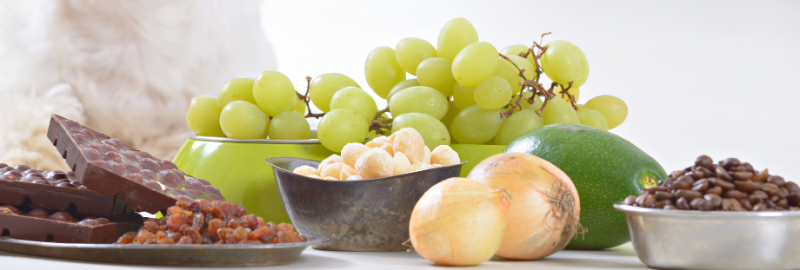 zoom sur les aliments qui sont toxiques pour le chat : raisin, chocolat, oignon et avocat