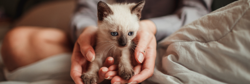 chaton tenu dans les mains d'une femme
