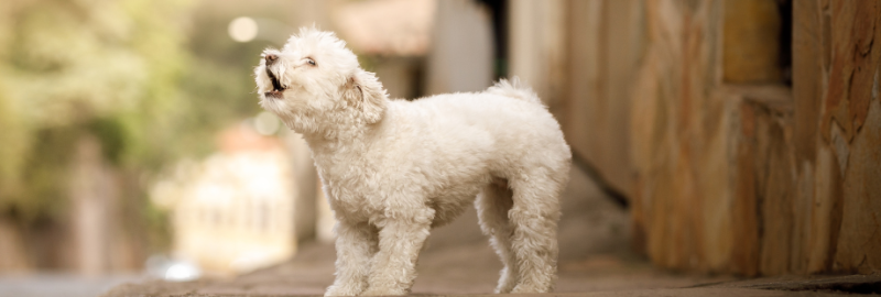 chien qui aboie