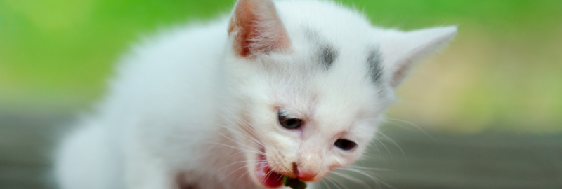 chaton qui mange une friandise