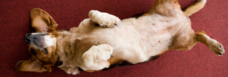 chien allongé sur le dos