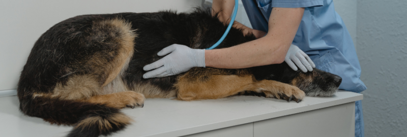 vétérinaire qui écoute le ventre d'un chien