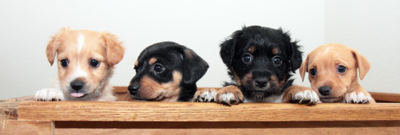 plusieurs chiots