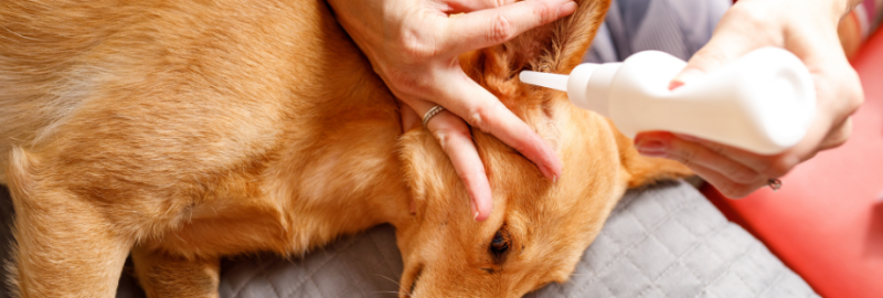 nettoyer oreille chien