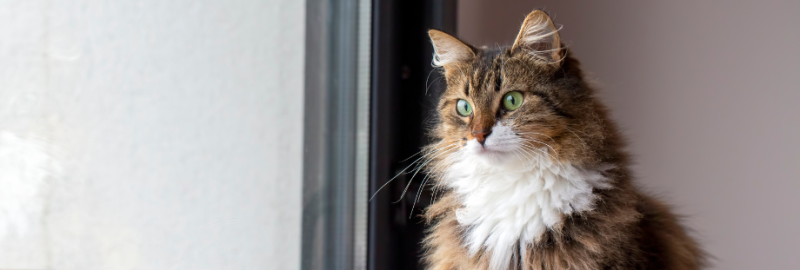 Chat norvégien