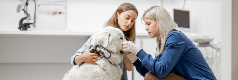 vétérinaire et propriétaire qui regardent le visage d'un chien