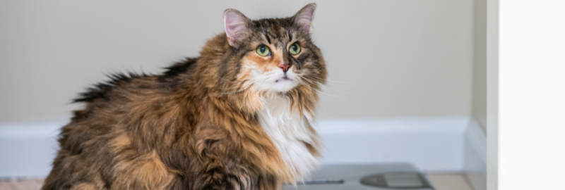 chat en surpoids assis à côté d'une balance