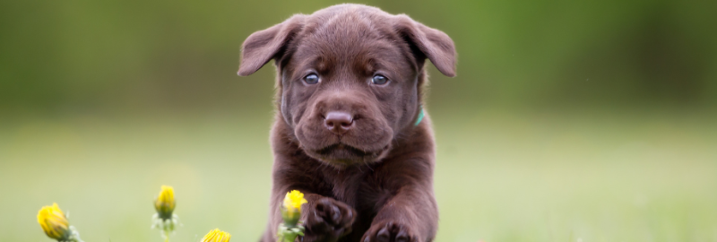 chiot qui court