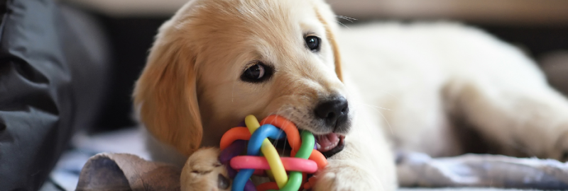 chiot qui a son jouet dans la gueule