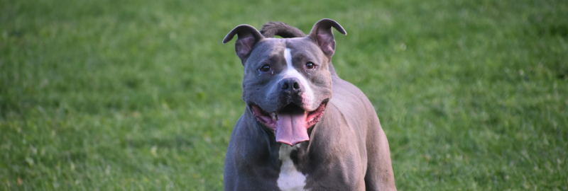 Pitbull