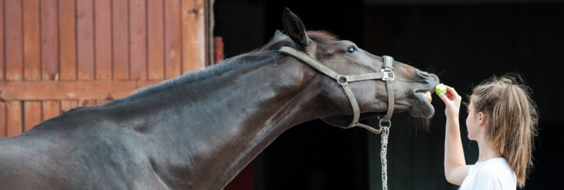 femme qui donne à son cheval une friandise