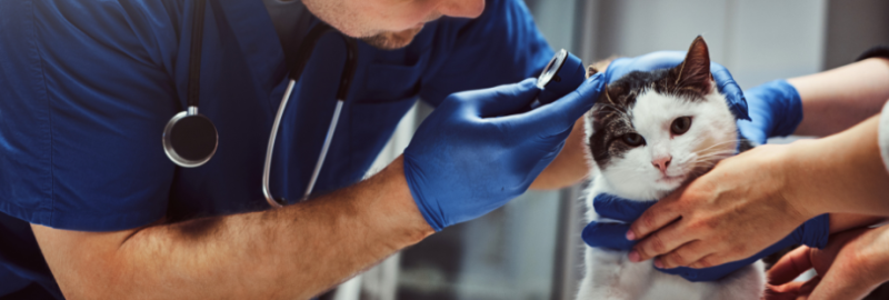 vétérinaire qui ausculte l'oreille d'un chat tenu par son propriétaire