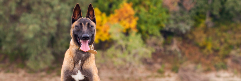 Malinois