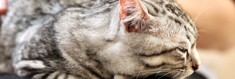 chat qui vomit