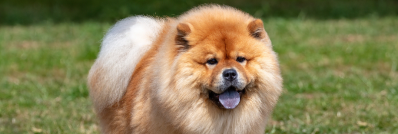 Chow Chow