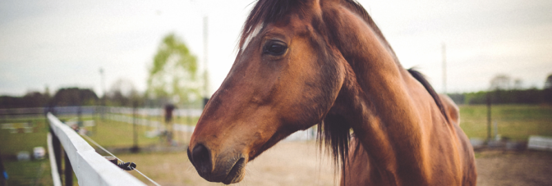 Piroplasmose cheval