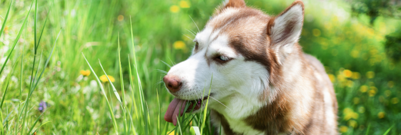 chien qui mange de l'herbe