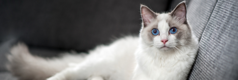 Ragdoll