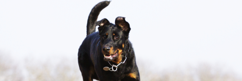 Beauceron