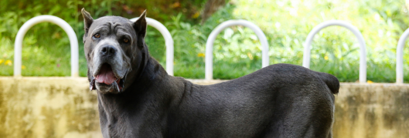 Cane Corso