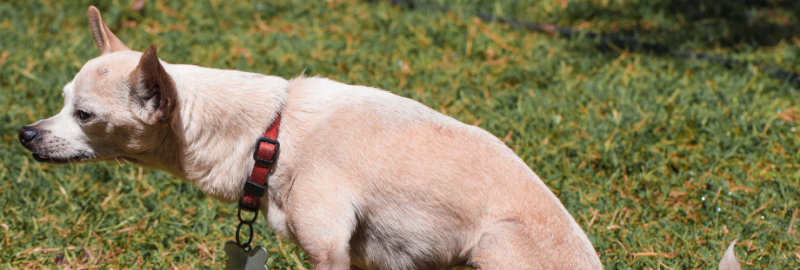chihuahua qui tente d'uriner dans la pelouse