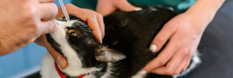 chat qui se fait mettre des gouttes dans les yeux par des vétérinaires