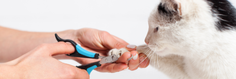 sociabiliser son chien (10)