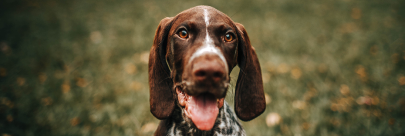 sociabiliser son chien (11)