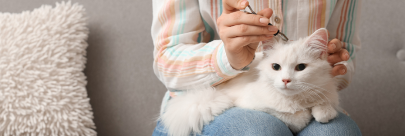 sociabiliser son chien (12)