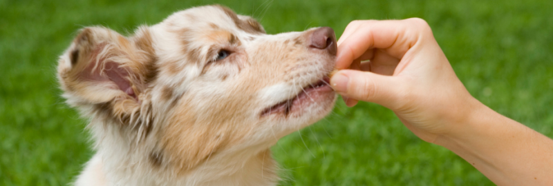 sociabiliser son chien (3)