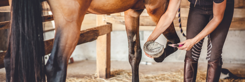 sociabiliser son chien (4)