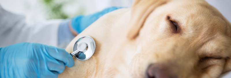 sociabiliser son chien (7)