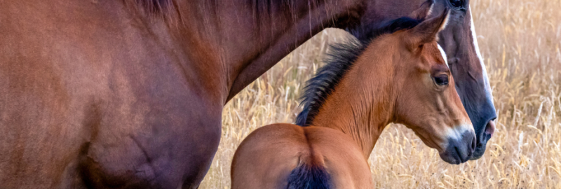 sociabiliser son chien (9)