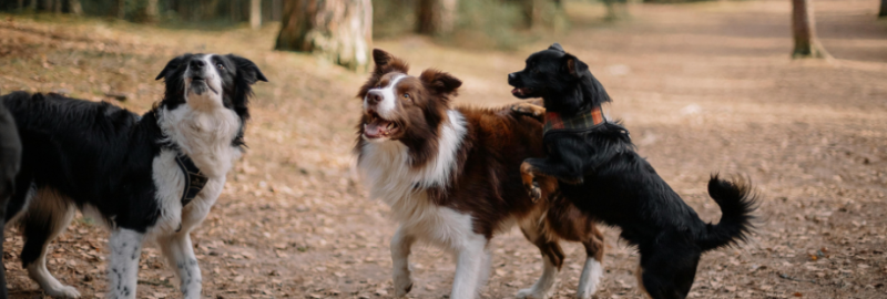 sociabiliser son chien