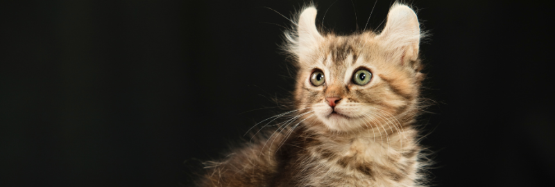 visuel chat american curl (1)