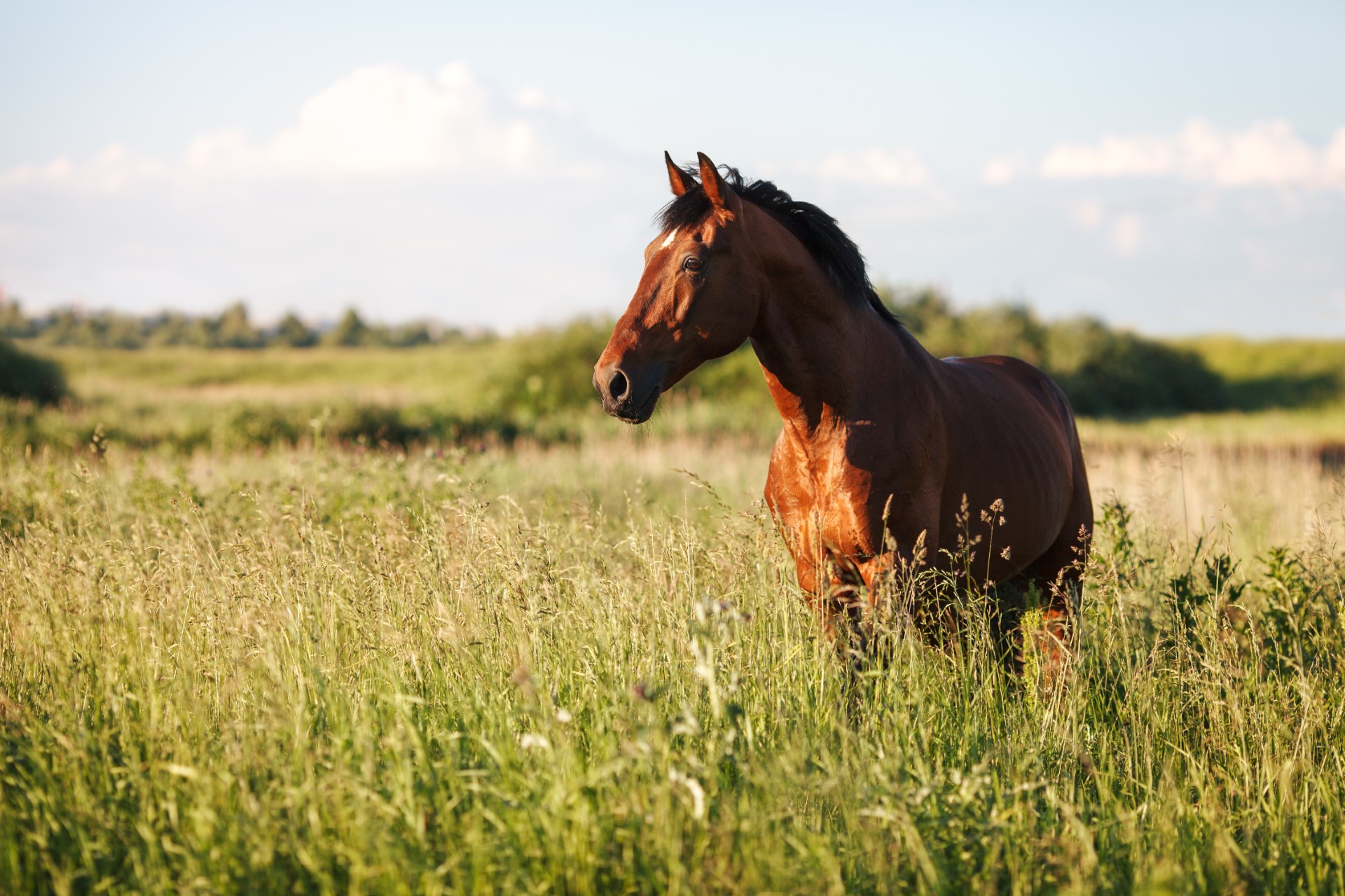 Chevaux galopant au coucher du soleil - Services vétérinaires équins Chevaux galopant au coucher du soleil - Services vétérinaires équins