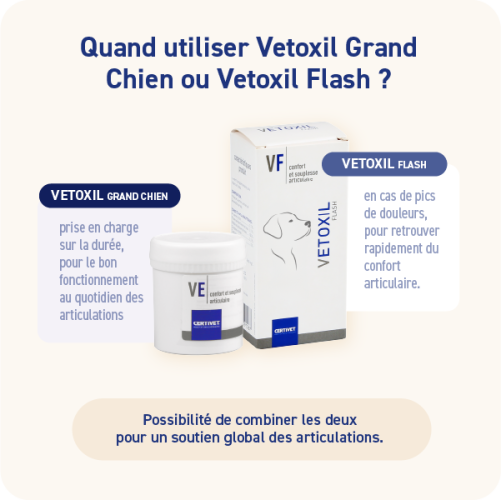 Vetoxil Comprimé Grand Chien