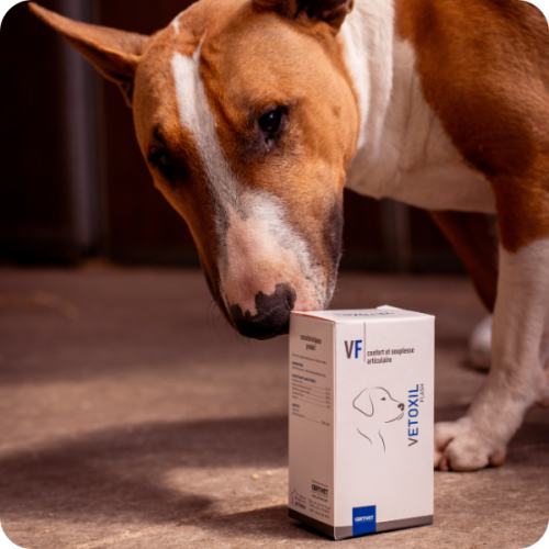 Vetoxil Flash Chien 